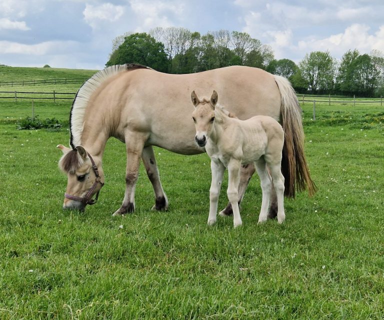 Pony auf der Weide als Teil der tiergestützten Pädagogik bei Ponyhof Chlan.